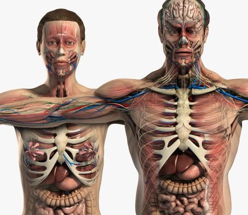 Mô hình giải phẫu người Maya trên TurboSquid (Nguồn: TurboSquid)