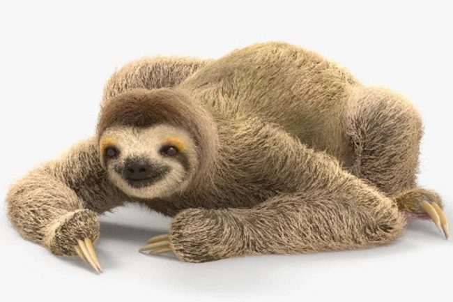 Mô hình con lười ba ngón trên Hum3D (Nguồn: Hum3D)