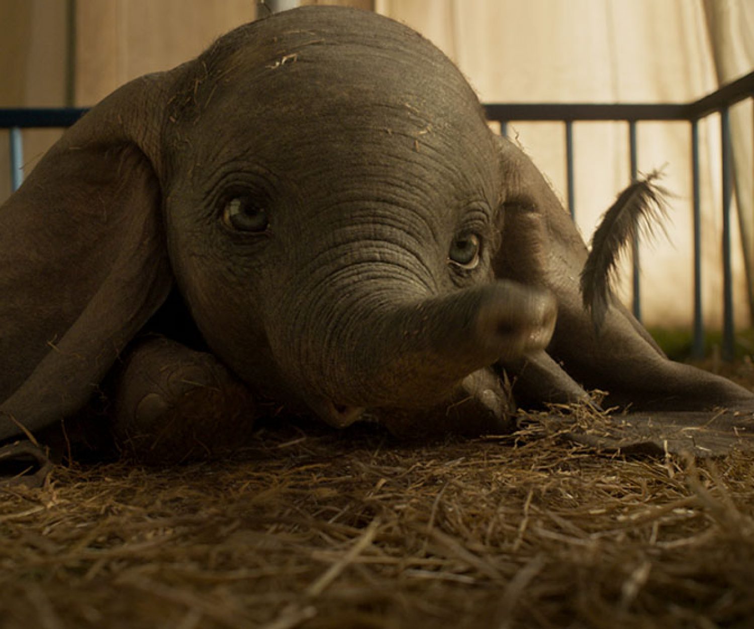 Dumbo được thấy qua phần rơm và một số cảnh quay khác trong phim.