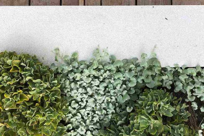 Cảm hứng từ các yếu tố tự nhiên giúp Tristan đưa các thiết kế của mình lên một tầm cao.