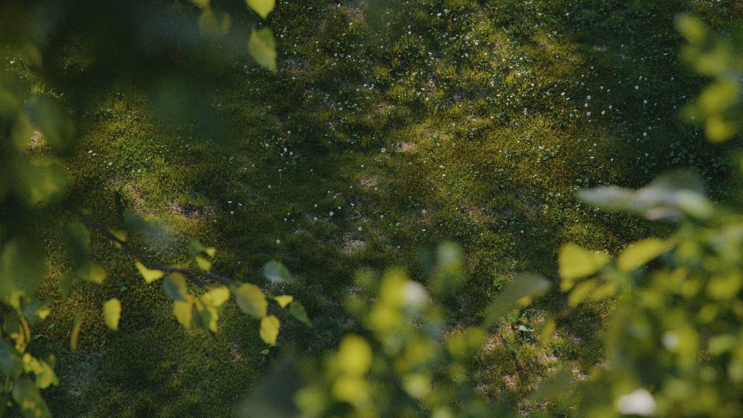Meadow (Render bởi darstellungsart sử dụng Cinema 4D, SurfaceSPREAD, Meadow Asset cho C4D)