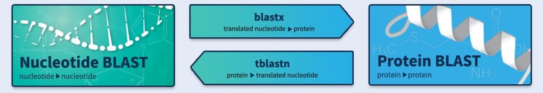 Nguồn: blast.ncbi.nlm.nih.gov