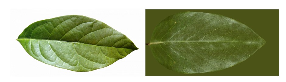 Kết cấu có vấn đề tạo ra màu trắng xung quanh lá