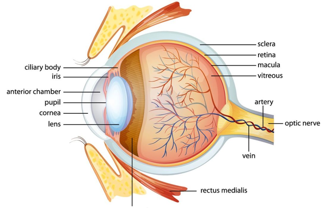 5 bước cơ bản tạo mô hình mắt 3d 1